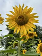 Helianthus annus - słonecznik.JPG