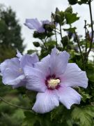 Hibiscus syriacus - ketmia syryjska.JPG