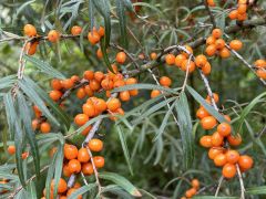 Hippophae rhamnoides - rokitnik zwyczajny.JPG