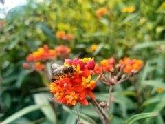 Asclepias curassavica L. - trojeść kurakaońska.jpg