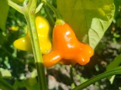 Capsicum baccatum L. 'Okrasný Zvonek' - papryka...