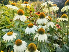 Echinacea purpurea (L.) Moench 'Feeling White'...