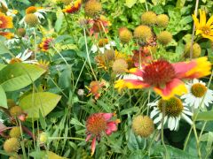 Gaillardia aristata Pursh i Echinacea purpurea (L.)...