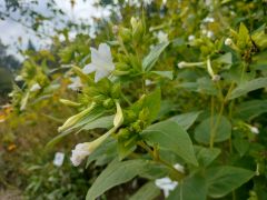 Mirabilis jalapa L. 'Alba' - dziwaczek jalapa...