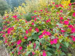 Mirabilis jalapa L. 'Rubra' - dziwaczek jalapa...