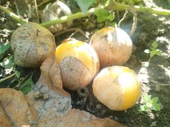 Physalis ixocarpa Brot. ex Hornem. 'Amarylla' -...