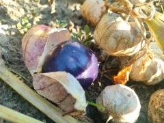 Physalis ixocarpa Brot. ex Hornem. 'Violet' -...