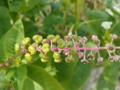 Phytolacca americana L. - szkarłatka amerykańska.jpg