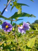 Solanum aviculare G.Forst. - jabłko kangura kwiaty.jpg