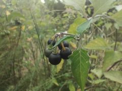 Solanum nigrum L. - psianka czarna.jpg