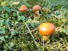 Suillus grevillei (Klotzsch) Singer - maślak żółty.jpg