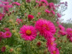 Symphyotrichum novae-angliae (L.) G.L.Nesom...