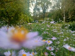 Symphyotrichum novi-belgii (L.) G.L.Nesom - aster...