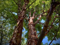 Acer grisseum (Franch.) Pax - klon strzępiastokory.jpeg