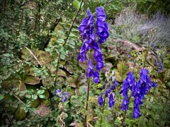 Aconitum carmichaelii Debeaux - tojad Carmichaela.jpeg