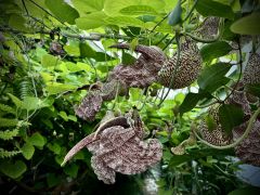 Aristolochia labiata Willd..jpeg