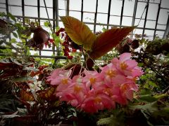 Begonia maculata Raddi 'Lucerna'.jpeg