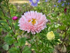 Callistephus chinensis (L.) Benth. hort. - aster chiński...