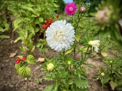 Callistephus chinensis (L.) Benth. hort. - aster...
