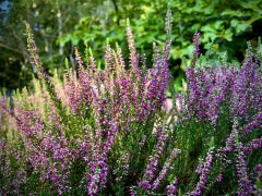 Calluna vulgaris (L.) Hill hort. - wrzos zwyczajny.jpeg