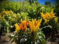 Capsicum annuum L. 'Poupila' - papryka roczna...