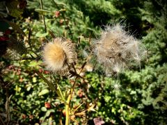 Cirsium eriophorum Scop. - ostrożeń głowacz.jpeg