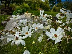 Cosmos bipinnatus Cav. hort. - kosmos pierzasty.jpeg