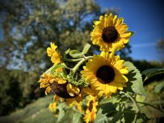 Helianthus annuus L. - słonecznik zwyczajny.jpeg