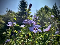 Hibiscus syriacus L. - ketmia syryjska.jpeg