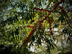 Hippophae rhamnoides L. - rokitnik zwyczajny.jpeg