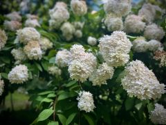 Hydrangea paniculata Siebold 'Grandiflora'.jpeg