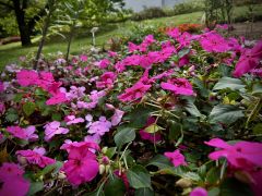 Impatiens walleriana Hook.f. hort. - niecierpek Wallera.jpeg