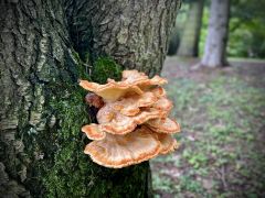 Laetiporus sulphureus (Bull.) Murrill - żółciak...