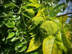 Maclura pomifera (Raf.) C.K.Schneid. - żółtnica...