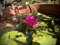 Nymphaea 'Virginia Mclane' - grzybienie.jpeg