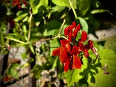 Phaseolus coccineus L. - fasola wielokwiatowa.jpeg