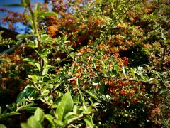 Pyracantha 'Orange Charmer' - ognik...