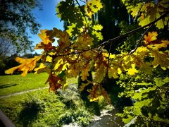 Quercus robur L. - dąb szypułkowy.jpeg