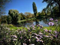 Symphyotrichum dumosum (L.) G.L.Nesom 'Blue...