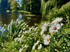 Symphyotrichum dumosum (L.) G.L.Nesom 'Niobe' -...