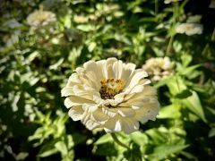 Zinnia elegans L. hort. - cynia wytworna.jpeg