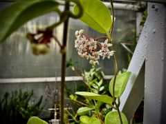 hoya australis.jpeg