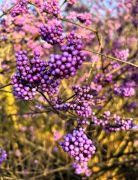 Callicarpa japonika - pięknotka japońska (fot. Marta...