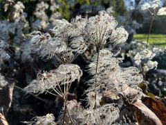 Clematis heracleifolia - powojnik rurkowaty.JPG