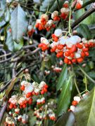 Euonymus japonicus var. carrierei - trzmielina pnąca.JPG