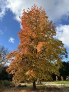 Liquidambar styraciflua - ambrowiec amerykański (2).JPG