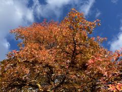 Liquidambar styraciflua - ambrowiec amerykański.JPG