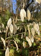 Lunaria rediviva - miesięcznica trwała.JPG