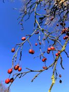 Malus x purpurea 'Makowiecki' - jabłoń...