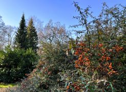 Pyracantha coccinea - ognik szkarłatny.JPG